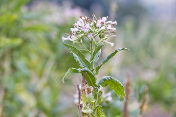 tobacco flowers fields