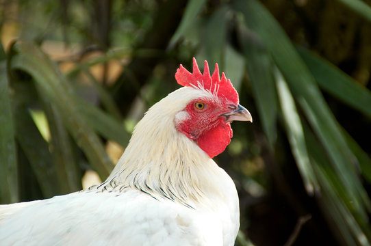 portrait of white maran chicken