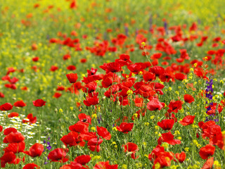 Meadow with beautiful bright red poppy flowers in spring