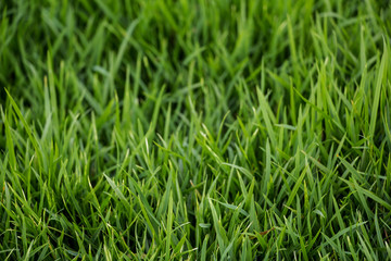 Green grass texture