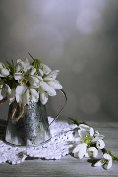 Fototapeta Beautiful snowdrops in metal vase on grey background