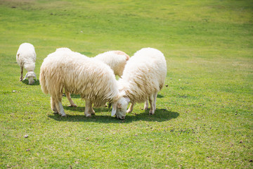 Fototapeta premium Sheeps in a meadow