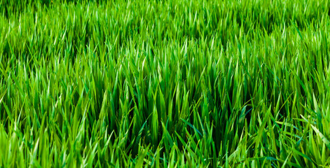 Grass background.  Green grass texture