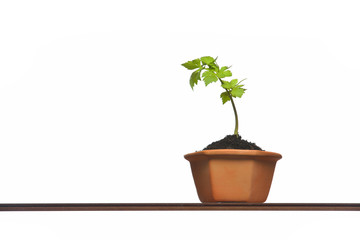 Young plant in pot isolated on the white backgrounds