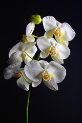 Phalaenopsis blossom