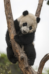 Obrazy na Szkle  Wielka mała panda wspinająca się na drzewo