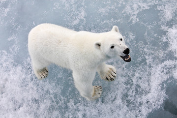 Obraz na płótnie Canvas Nied¼wied¼ polarny w środowisku rodziny naturalnej