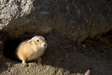 PRÄRIEHUNDE Photo © Herby Meseritsch