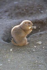 PRÄRIEHUNDE Photo © Herby Meseritsch