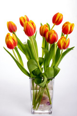 Beautiful orange red tulips on pure white background - 61883236