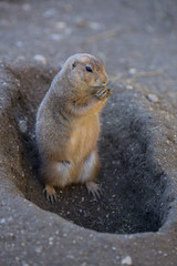 PRÄRIEHUNDE Photo © Herby Meseritsch