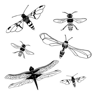 Collection of  dragonfly and bee. Vector illustration/ EPS 8