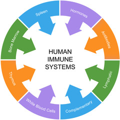 Immune System Word Circle Concept
