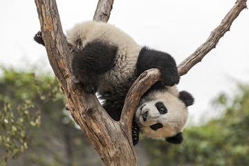 Giant Baby Panda Climbing on a Tree