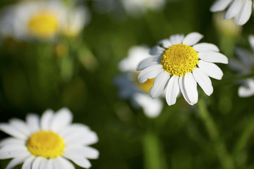 daisies