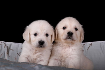 Zwei Golden Retriever Welpen