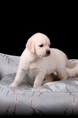 Golden Retrieber Welpe - Hochformat