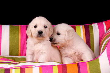 Zwei Golden Retriever Welpen necken sich