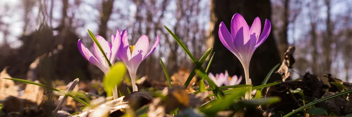 Selbstklebende Fototapeten Frühlingsboten im Leipziger Auwald © kentauros