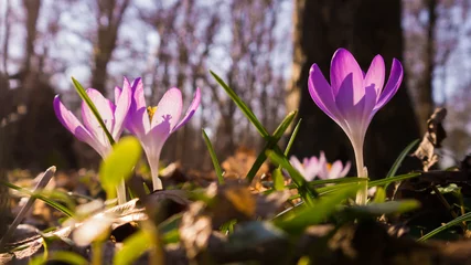 Selbstklebende Fototapeten Frühlingsboten im Leipziger Auwald © kentauros