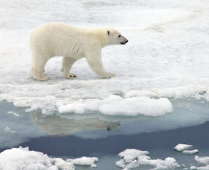 Polar bear in natural environment 