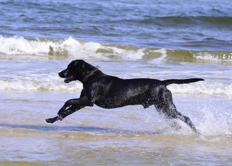 Labrador podczas zabawy w morzu © pzstudio.pl