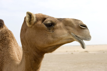 portrait of a camel