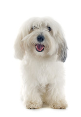 Obraz premium Coton de Tulear