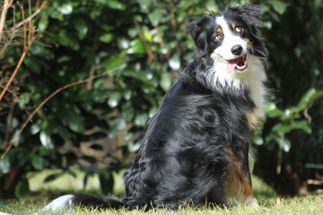 Hundeblick - Mini Aussie