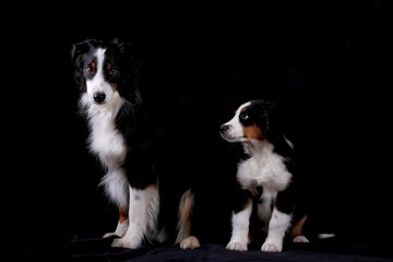 Zwei Mini Aussies - Welpen