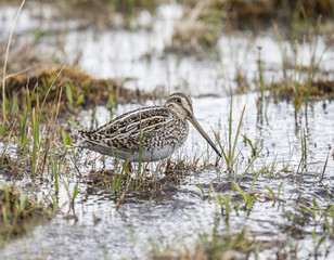 Wading godwit bird, Chile.