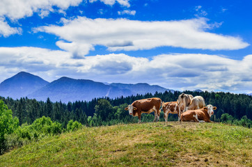 Fototapeta na wymiar Cows in the Meadow