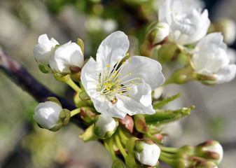 Fruit tree blossom close-up. Shallow depth of field