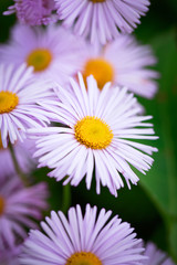 Obraz premium lilac chamomile flower