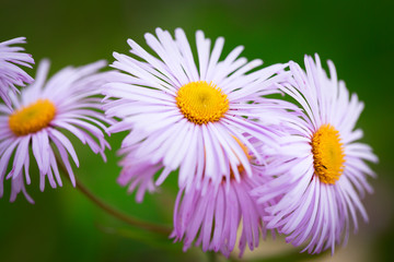 Obraz premium lilac chamomile flower
