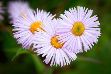 lilac chamomile flower