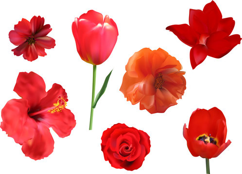Set Of Seven Red Flowers Isolated On White