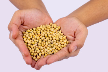 Human hand holding ripe soy bean