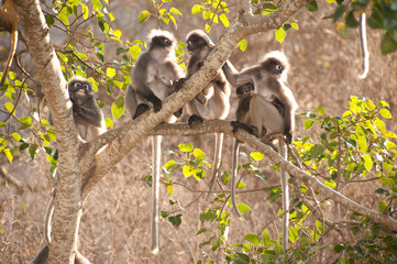 Monkey family  sitting on tree resting ( Presbytis obscura reid)