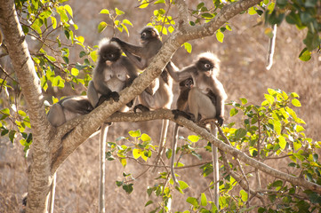 Monkey family sitting resting ( Presbytis obscura reid).
