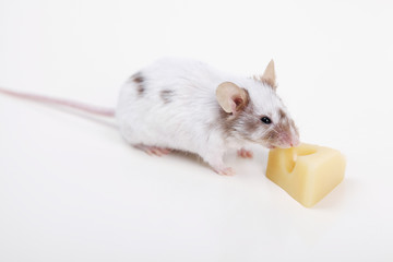little mouse on white background