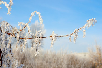 Twig of tree hoar-frost covered