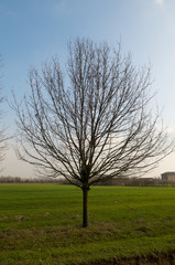 Obraz premium Tree in a field