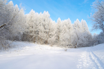 Beautiful winter landscape in forest with trees