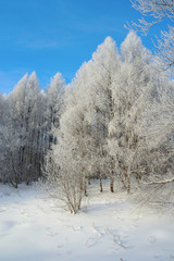 Beautiful winter landscape in forest