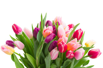 pink and violet tulips