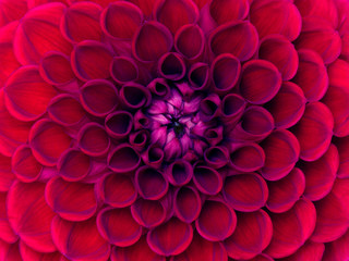 closeup flower