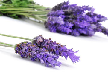 lavender flowers