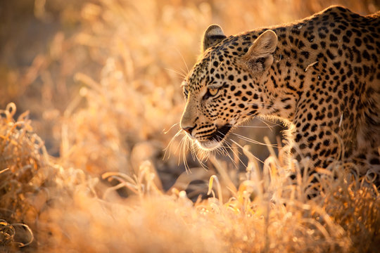 Leopard Walking at Sunset