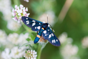 Butterfly on flower. Shallow dof.